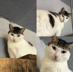 amishcat
