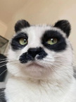 panda-cat