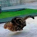 hovercat
