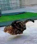 hovercat
